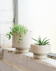 Cley Collectors Gro Pot by Angus & Celeste コレクターズグロウポット クレイ
