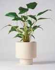 Cley Collectors Gro Pot by Angus & Celeste コレクターズグロウポット クレイ
