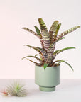 Olive Green Collectors Gro Pot by Angus & Celeste コレクターズグロウ オリーブグリーン