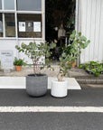 Eucalyptus polyanthemos ユーカリ・ポポラス Size 6