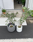 Eucalyptus polyanthemos ユーカリ・ポポラス Size 6