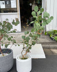Eucalyptus polyanthemos ユーカリ・ポポラス Size 6