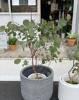 Eucalyptus polyanthemos ユーカリ・ポポラス Size 6
