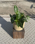 Dania ‘Tropico’ ダニア トロピコ Size 3