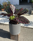 Peacock Plant Dottie カラテア ドッティ