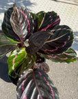 Peacock Plant Dottie カラテア ドッティ