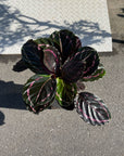 Peacock Plant Dottie カラテア ドッティ