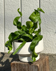 Asplenium nidus 'Emerald' アスプレニウム・ハリケーン Size 2