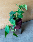 Philodendron 'Camposportoanum' フィロデンドロン カンポスポートアナム Size 3