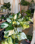 Pothos Status ポトス ステータス
