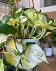 Pothos Status ポトス ステータス