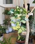 Pothos Status ポトス ステータス