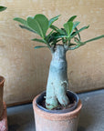 Adenium アデニウム