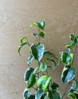Ficus benjamina barok フィカス ベンジャミン バロック シタシオン