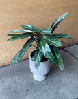 Calathea Stromanthe Magic Star カラテア ストロマンテ マジックスター Size 4
