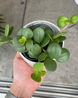 Peperomia hope ペペロミア ホープ