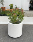 Leuca Dendron リューカデンドロン Size5