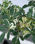Dwarf Umbrella Tree シェフレラ カポック 白斑入り