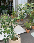 Dwarf Umbrella Tree シェフレラ カポック 白斑入り