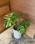 Fruit Salad Plant (Monstera deliciosa) モンステラ デリシオーサ