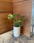 Fruit Salad Plant (Monstera deliciosa) モンステラ デリシオーサ