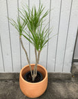 Dragon Tree ドラセナ コンシンネ クリスタル Size 6