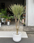 Dragon Tree ドラセナ コンシンネ トリカラー Size 7
