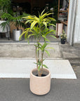 Dracaena dermensis “Warneckii” cv.Lemon Lime ドラセナ ワーネッキー レモンライム Size 6
