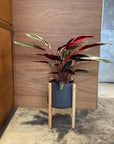 Calathea Stromanthe Triostar カラテア ストロマンテ トリオスター