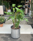 Philodendron 'Laughing kookaburra' フィロデンドロン クッカバラ ジャイアントザナドゥ