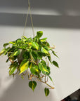 Philodendron 'Brasil' フィロデンドロン ブラジル
