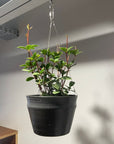 Peperomia pteolata ペペロミア プテオラータ