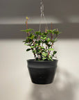 Peperomia pteolata ペペロミア プテオラータ