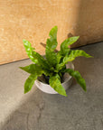 Asplenium nidus 'Emerald Wave' アスプレニウム・エメラルドウェーブ