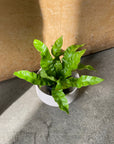 Asplenium nidus 'Emerald Wave' アスプレニウム・エメラルドウェーブ