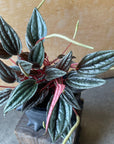 Peperomia Emerald ripple peperomia ぺペロミア カペラータ