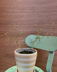 Sophora prostrata ‘Little Baby’ ソフォラ リトルベイビー Size 3