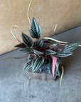 Peperomia Emerald ripple peperomia ぺペロミア カペラータ