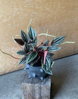 Peperomia Emerald ripple peperomia ぺペロミア カペラータ
