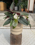 Vieno Planter ヴィエノ プランター