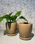 Mio Planter ミオプランター