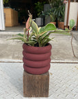 Vieno Planter ヴィエノ プランター
