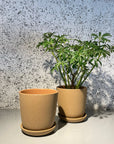 Brunswick Planter ブランズウィックプランター