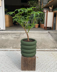 Vieno Planter ヴィエノ プランター