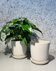 Brunswick Planter ブランズウィックプランター