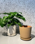 Brunswick Planter ブランズウィックプランター