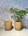 Brunswick Planter ブランズウィックプランター