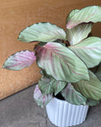 Calathea 'Silver Plate' カラテア シルバープレート Size 5