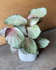 Calathea 'Silver Plate' カラテア シルバープレート Size 5