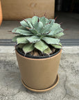 Agave assorted アガベ アソート Size 5